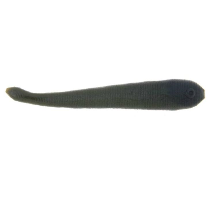 PF BERKLEY GL3BLO GULP    CP6