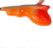 MAYNARDS AL10FOG ALIEN JIG CP1