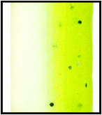 YAMAMOTO 9S10357 SENKO C6