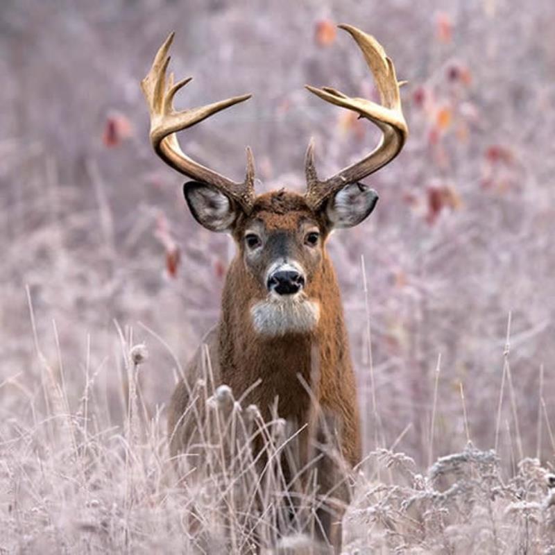 The Best Times to Deer Hunt in 2022