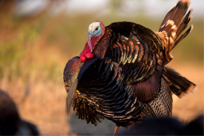 IS IT TOO LATE TO SAVE THE WILD TURKEY?